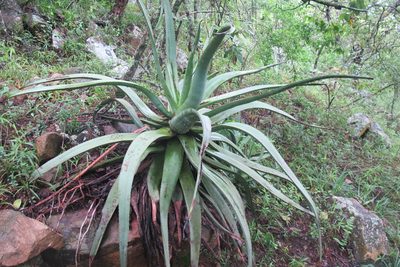 Aloe spicata, photographed by James Deacon