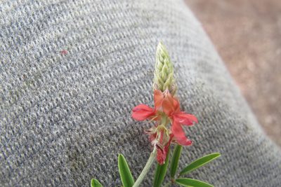 Indigofera melanadenia, photographed by James Deacon