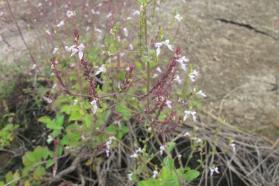 Aeollanthus rehmannii, photographed by James Deacon