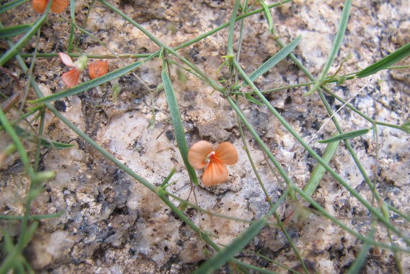 Microcharis galpinii, photographed by James Deacon