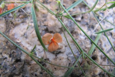 Microcharis galpinii, photographed by James Deacon
