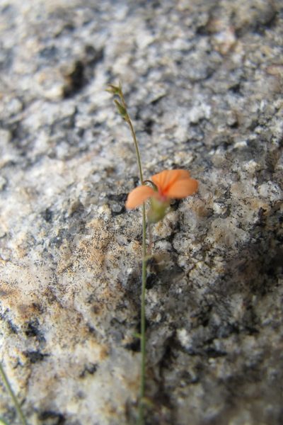 Microcharis galpinii, photographed by James Deacon