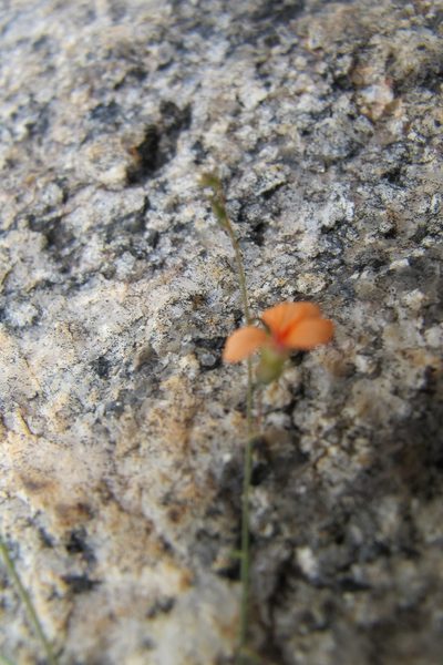 Microcharis galpinii, photographed by James Deacon