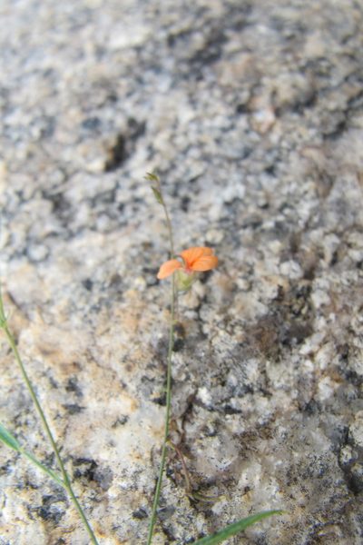 Microcharis galpinii, photographed by James Deacon