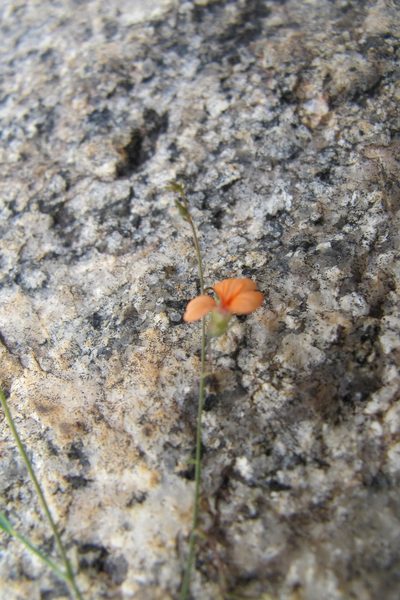 Microcharis galpinii, photographed by James Deacon