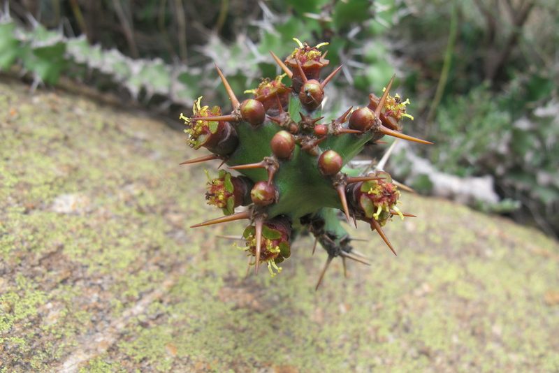 Euphorbia vandermerwei, photographed by James Deacon