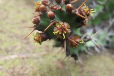 Euphorbia vandermerwei, photographed by James Deacon