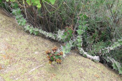 Euphorbia vandermerwei, photographed by James Deacon