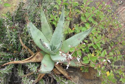 Aloe petricola, photographed by James Deacon