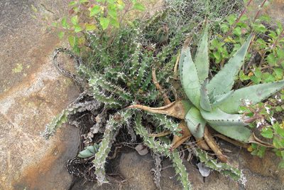 Euphorbia vandermerwei, photographed by James Deacon