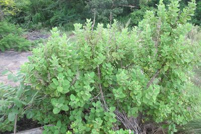 Tetradenia galpinii, photographed by James Deacon