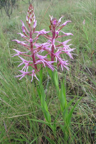Disa nervosa, photographed by James Deacon