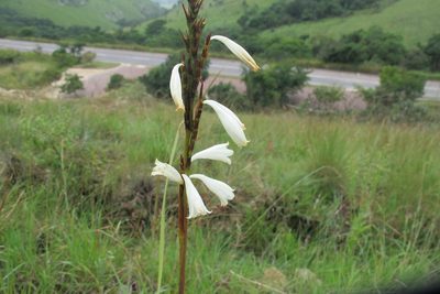 Watsonia watsonioides, photographed by James Deacon