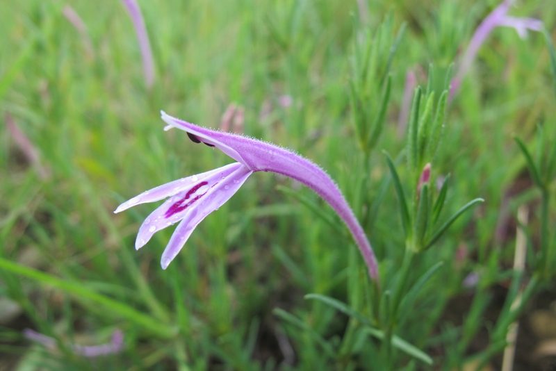 Justicia linifolia, photographed by James Deacon