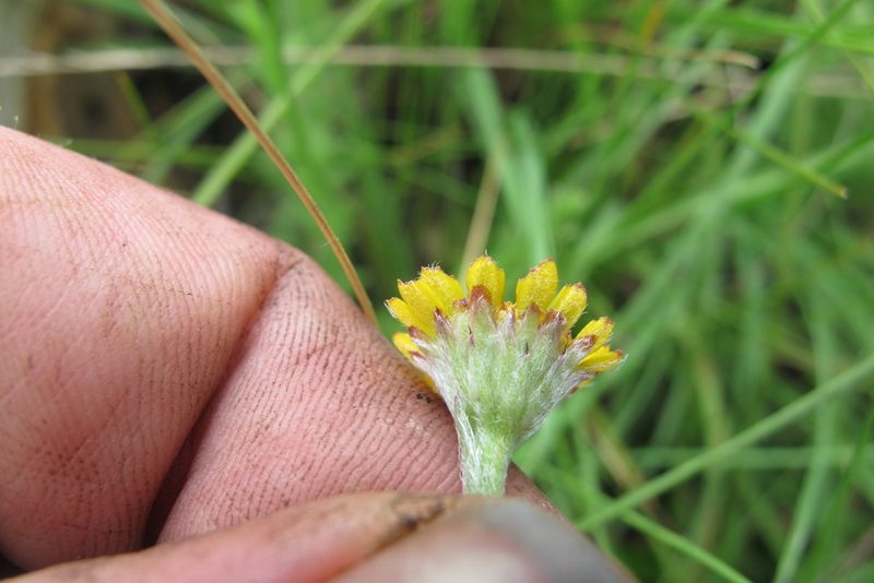 Inezia integrifolia, photographed by James Deacon