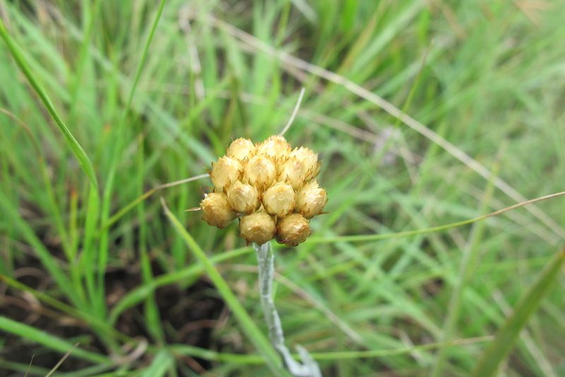 Helichrysum cephaloideum, photographed by James Deacon