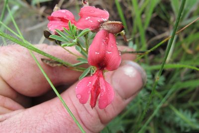 Indigofera tristoides, photographed by James Deacon