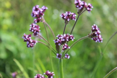 Verbena incompta, photographed by Joe Dillon