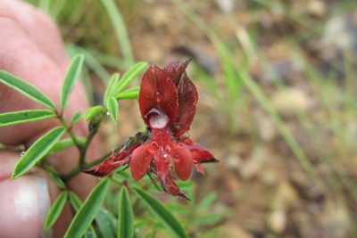 Indigofera atrata, photographed by James Deacon