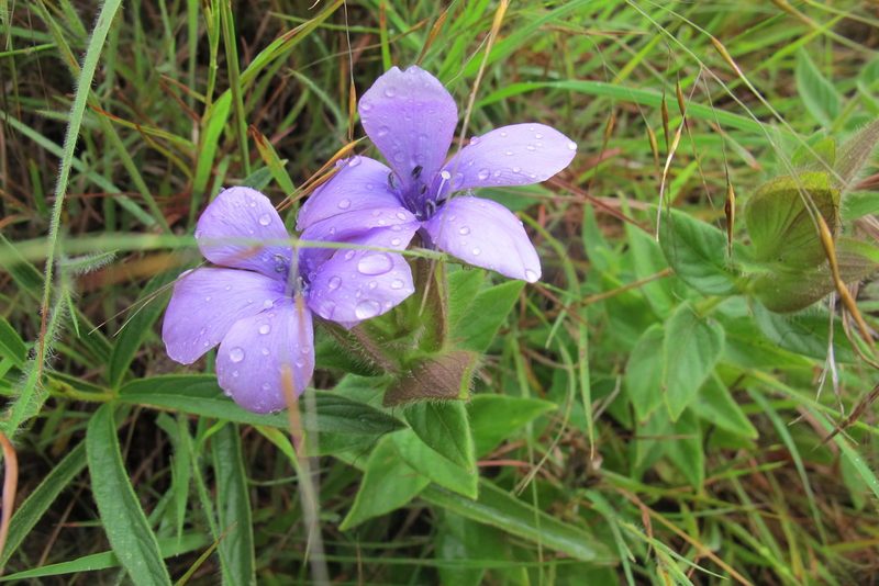 Barleria ovata, photographed by James Deacon