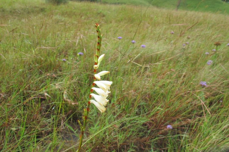 Watsonia watsonioides, photographed by James Deacon