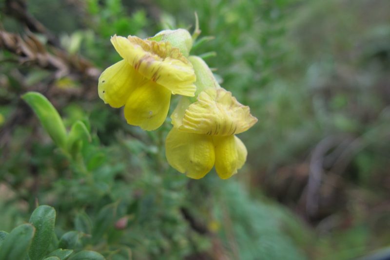 Pearsonia aristata, photographed by James Deacon