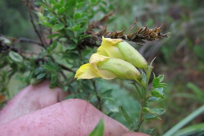 Pearsonia aristata, photographed by James Deacon