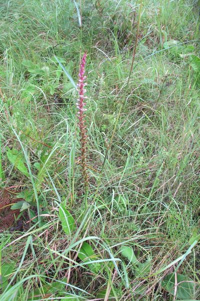 Satyrium neglectum, photographed by James Deacon