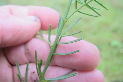 Psoralea platyphylla, photographed by James Deacon