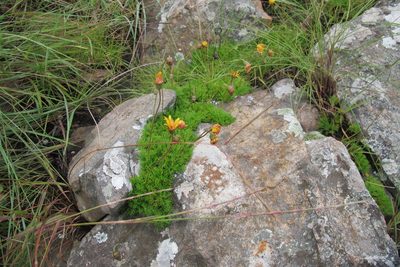 Ursinia saxatilis, photographed by James Deacon