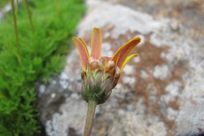 Ursinia saxatilis, photographed by James Deacon