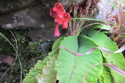 Streptocarpus dunnii, photographed by James Deacon