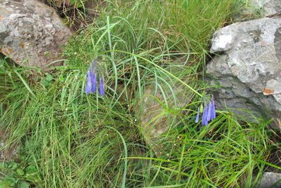 Agapanthus inapertus, photographed by James Deacon