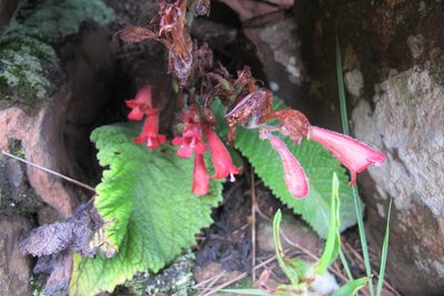 Streptocarpus dunnii, photographed by James Deacon
