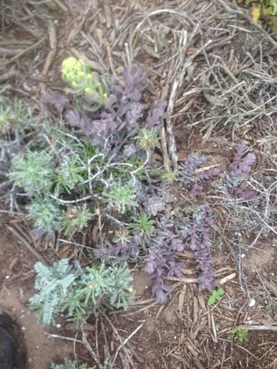 Castilleja mollis, photographed by Adam J. Searcy