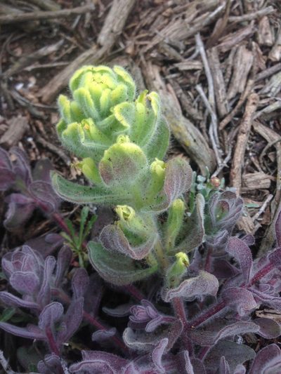 Castilleja mollis, photographed by Adam J. Searcy