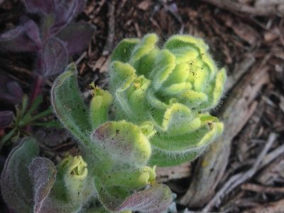 Castilleja mollis, photographed by Adam J. Searcy