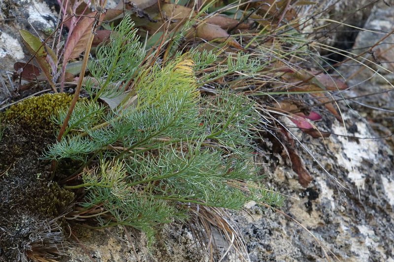 Anisotome cauticola, photographed by John Barkla