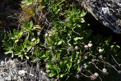 Celmisia densiflora, photographed by John Barkla