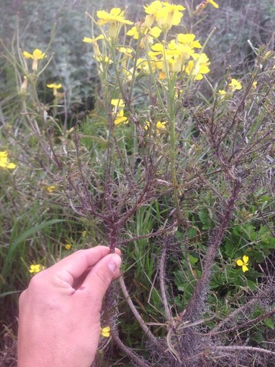 Erysimum insulare, photographed by Adam J. Searcy