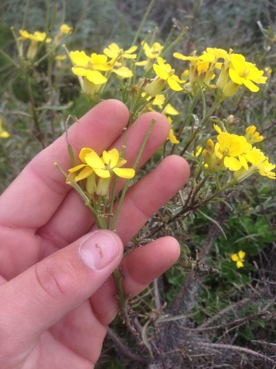 Erysimum insulare, photographed by Adam J. Searcy