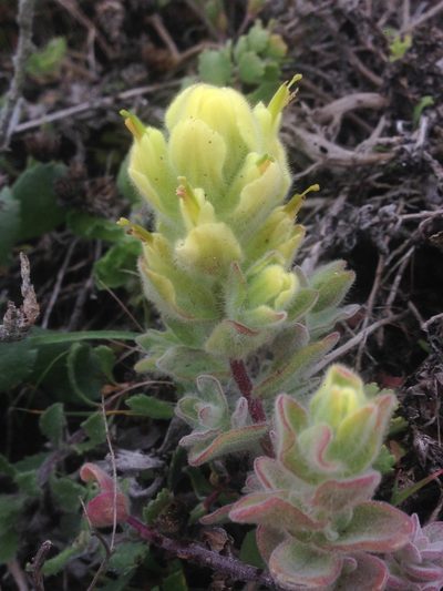 Castilleja mollis, photographed by Adam J. Searcy