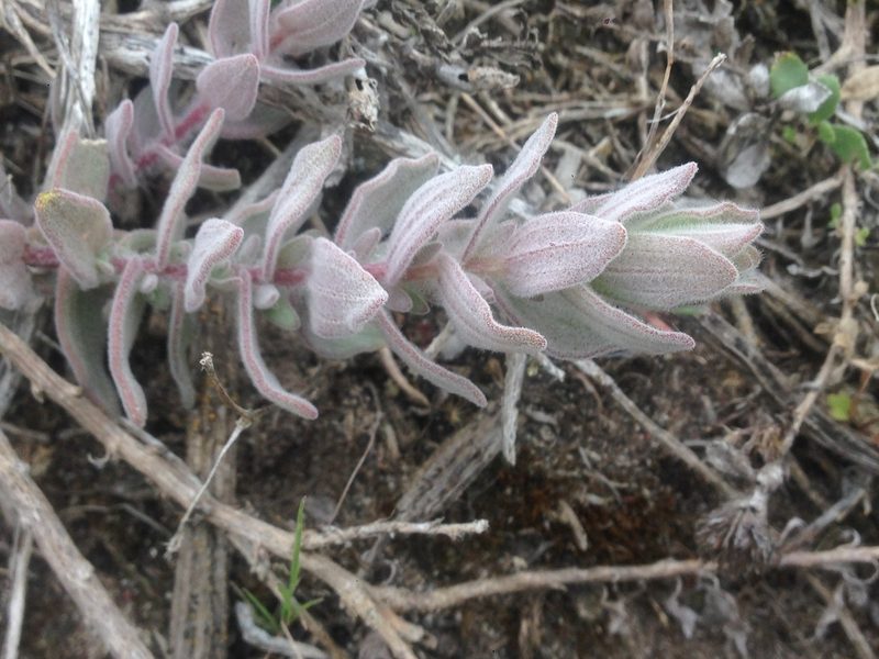 Castilleja mollis, photographed by Adam J. Searcy