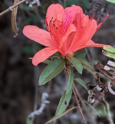 Rhododendron simsii, photographed by portioid