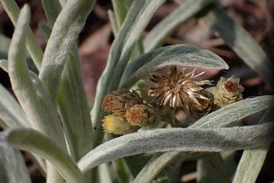 Pseudognaphalium beneolens, photographed by Madeleine Claire