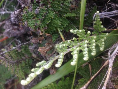 Myriopteris clevelandii, photographed by Adam J. Searcy