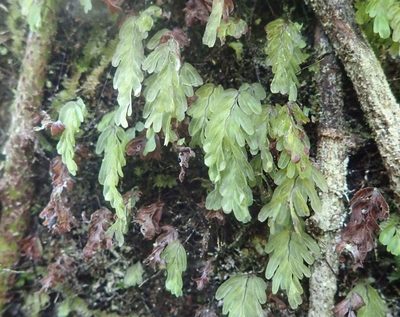Hymenophyllum rarum, photographed by John Steel