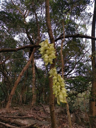 Mucuna birdwoodiana, photographed by Marco Chan
