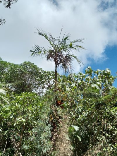 Geonoma undata, photographed by Alfredo F. Fuentes Claros