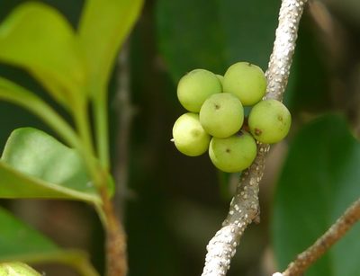 Embelia drupacea, photographed by Dinesh Valke